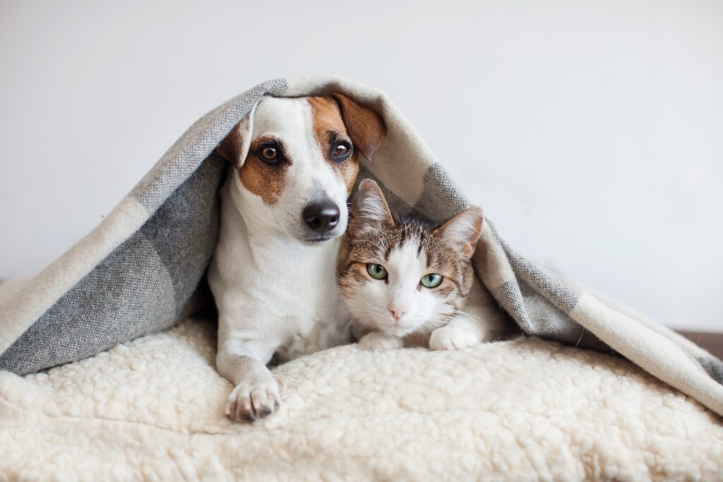 ペット飼育